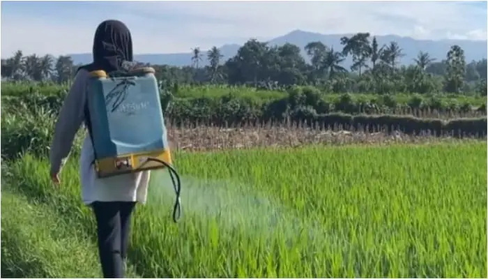 Mahasiswa KKM 38 UIN Malang menyemprot tanaman padi sebagai bagian dari membangun kedekatan dengan warga Desa Wonomulyo. /Foto: Dok. UIN Malang.