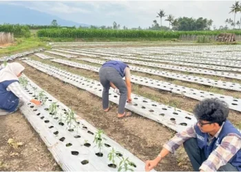KKM 38 UIN Malang gelar kegiatan tanam dan panen sayuran bersama warga Desa Wonomulyo, Poncokusumo dalam rangka implementasi pemberdayaan berbasis potensi lokal. /Foto: Dok. UIN Malang