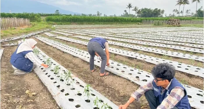 KKM 38 UIN Malang gelar kegiatan tanam dan panen sayuran bersama warga Desa Wonomulyo, Poncokusumo dalam rangka implementasi pemberdayaan berbasis potensi lokal. /Foto: Dok. UIN Malang