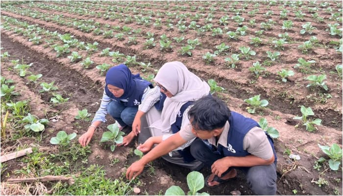 Mahasiswa KKM 38 UIN Malang praktik langsung cara merawat tanaman sayuran di Desa Wonomulyo, Kecamatan Poncokusumo, Kabupaten Malang. /Foto: Dok. UIN Malang.