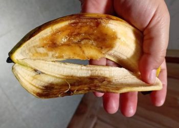 Pisang busuk dalam menu MBG yang didistribusikan di salah satu sekolah Kota Malang. (Foto/ist)