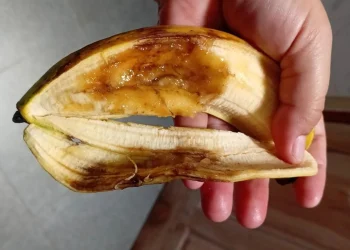 Pisang busuk dalam menu MBG yang didistribusikan di salah satu sekolah Kota Malang. (Foto/ist)