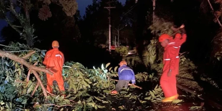 Petugas BPBD Kota Batu saat melakukan penanganan dan kaji cepat pasca pohon tumbang di sejumlah titik. Foto: BPBD KWB