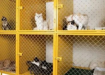 Rekomendasi penitipan kucing di Malang selama ditinggal mudik Lebaran. /Foto: Pinterest/ Creative Blog Ideas.