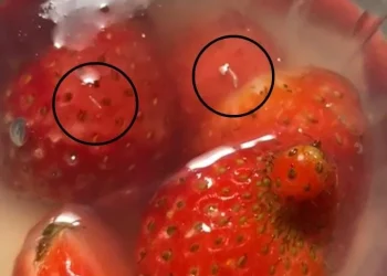 Temuan belatung di menu MBG wilayah Lowokwaru Kota Malang. (Foto/ist)