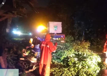 Pohon Tumbang