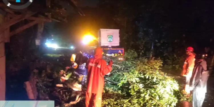 Pohon Tumbang