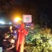 Pohon Tumbang