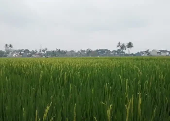 lahan Sawah Kota Malang