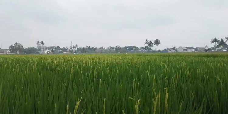 lahan Sawah Kota Malang