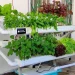 Sistem hidroponik NFT, salah satu Jenis hidroponik yang mengalirkan nutrisi melalui pipa yang dimiringkan 1-5%(Foto: Pinterest @Herman Zonis)