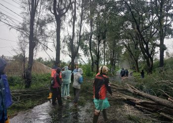 Pohon tumbang di Poncokusumo. Foto: BPBD Kabupaten Malang