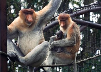 Keluarga baru bayi bekantan yang baru lahir di Batu Secret Zoo, Jatim Park 2 Kota Batu. Foto: Dok