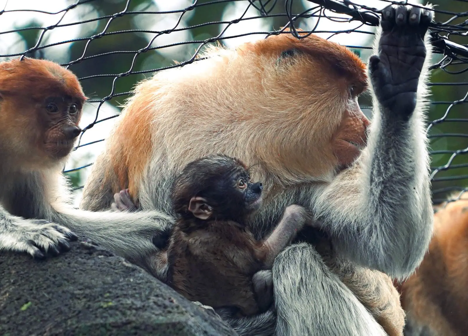 Bayi bekantan mungil yang baru lahir di Batu Secret Zoo, Jatim Park 2 Kota Batu. Foto: Dok