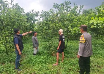 Kebun jeruk tempat tersangka melancarkan aksi pencurian. Foto: Polres Malang