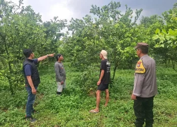 Kebun jeruk tempat tersangka melancarkan aksi pencurian. Foto: Polres Malang