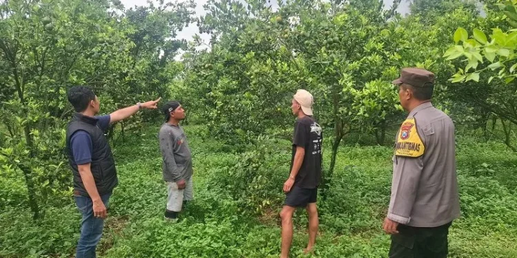 Kebun jeruk tempat tersangka melancarkan aksi pencurian. Foto: Polres Malang