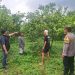 Kebun jeruk tempat tersangka melancarkan aksi pencurian. Foto: Polres Malang