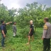 Kebun jeruk tempat tersangka melancarkan aksi pencurian. Foto: Polres Malang
