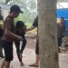 Penangkapan pria yang diduga maling motor oleh warga di Kota Malang. (Foto/ist)