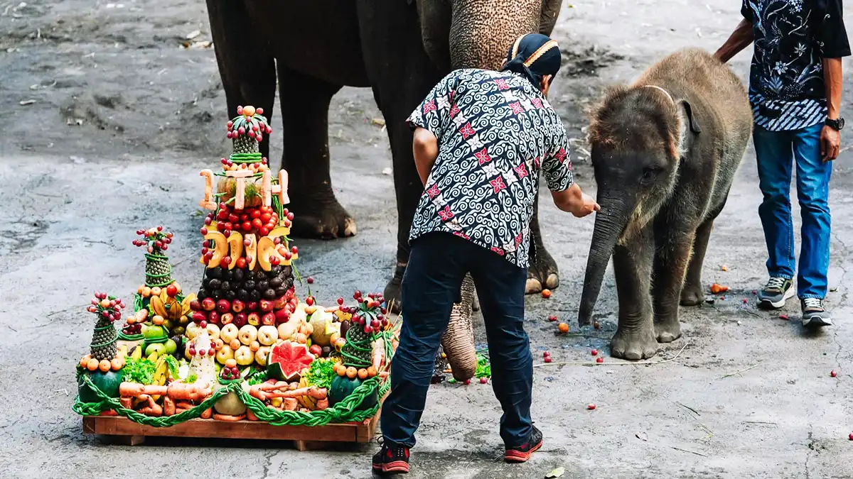bayi gajah Sumatera