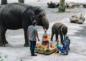 Bayi Gajah Secret Zoo