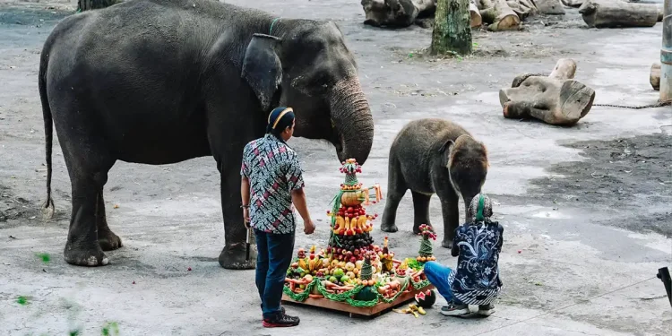 Bayi Gajah Secret Zoo