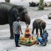 Bayi Gajah Secret Zoo