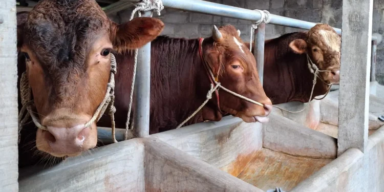 Sapi milik peternak di Kabupaten Malang. Foto: Aisyah Nawangsari Putri