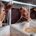 Sapi milik peternak di Kabupaten Malang. Foto: Aisyah Nawangsari Putri