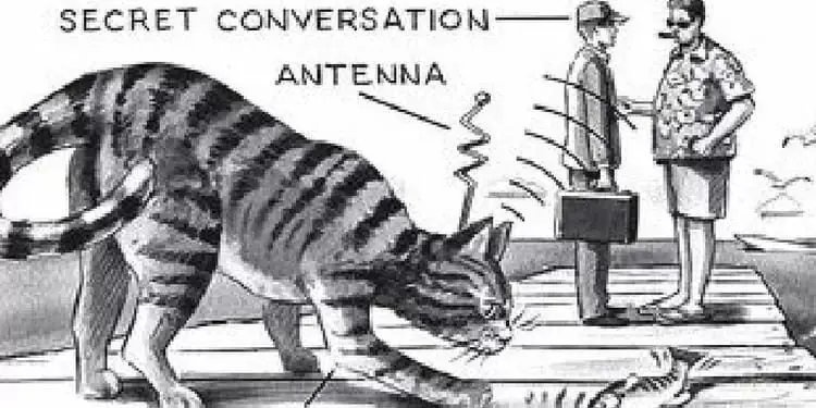Kucing sebagai mata-mata
