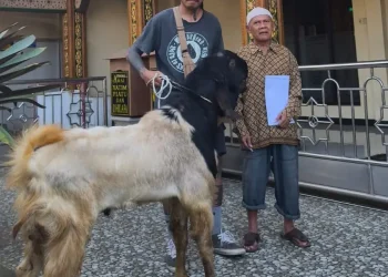 Penyaluran hewan kurban PT Tomoland ke masjid sekitar (dok.)
