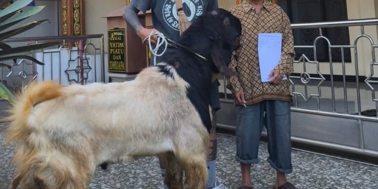 Penyaluran hewan kurban PT Tomoland ke masjid sekitar (dok.)