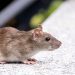 Tikus, salah satu hewan pengerat yang bisa sebabkan infeksi hantavirus. Foto: Pexels.com/Denitsa Kireva
