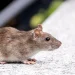 Tikus, salah satu hewan pengerat yang bisa sebabkan infeksi hantavirus. Foto: Pexels.com/Denitsa Kireva