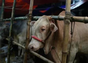 Cara Aman Mengonsumsi Olahan Daging saat Idul Adha (Foto: Pexels)