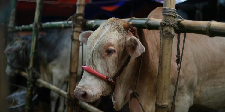 Cara Aman Mengonsumsi Olahan Daging saat Idul Adha (Foto: Pexels)