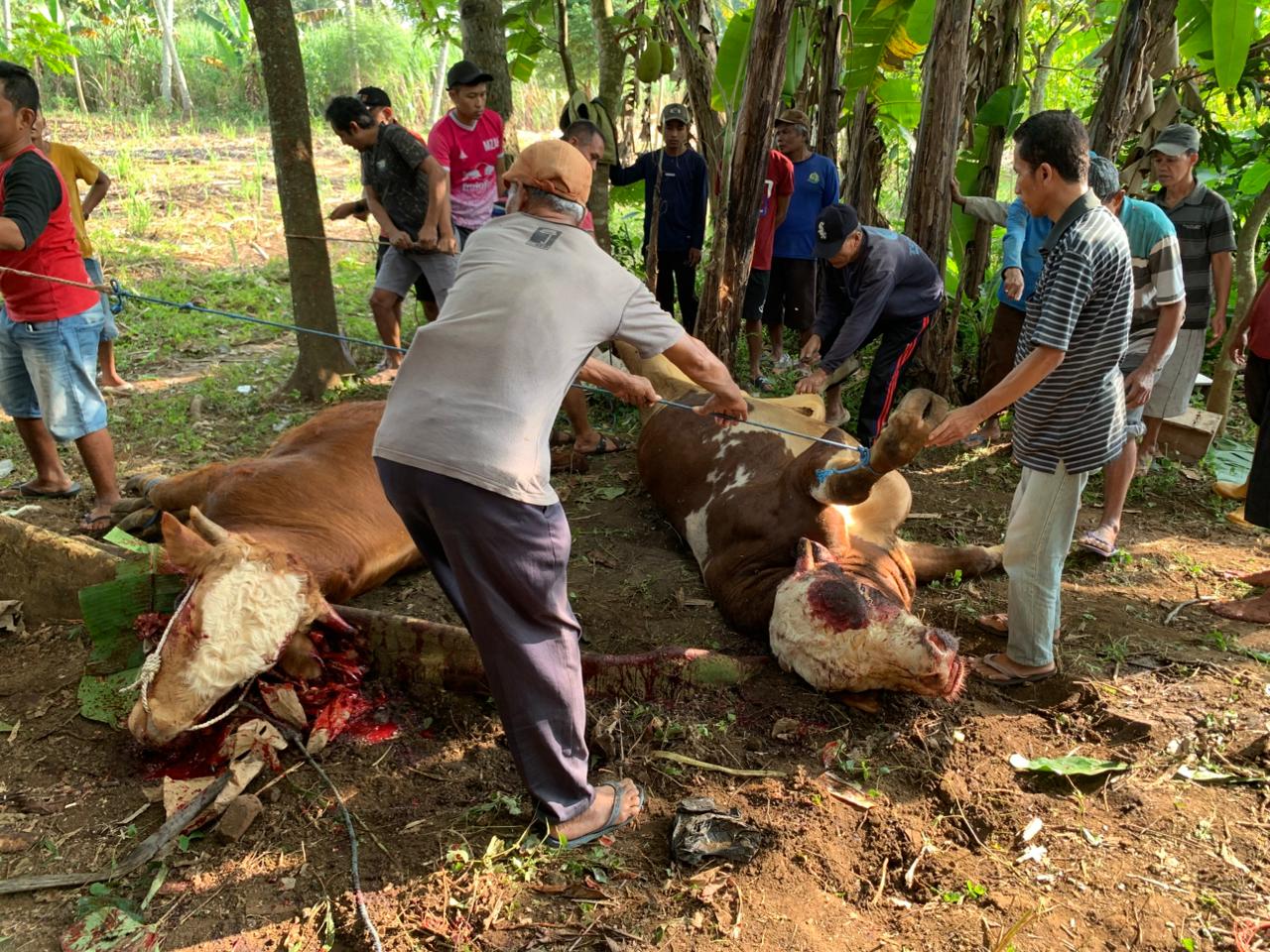 Proses penyembelihan hewan kurban dari keluarga Yanuar Maulana dan Surya Burhanuddin serta dari Bani Abdullah di Kalipare, Kabupaten Malang, kamis (29/5/2026). Foto/Irham Thoriq