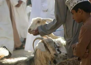 Sambut Hari Raya Idul Adha, ada beberapa keutamaan dan manfaat berkurban bagi umat Muslim. /Foto: Pinterest/Renee Terheggen.