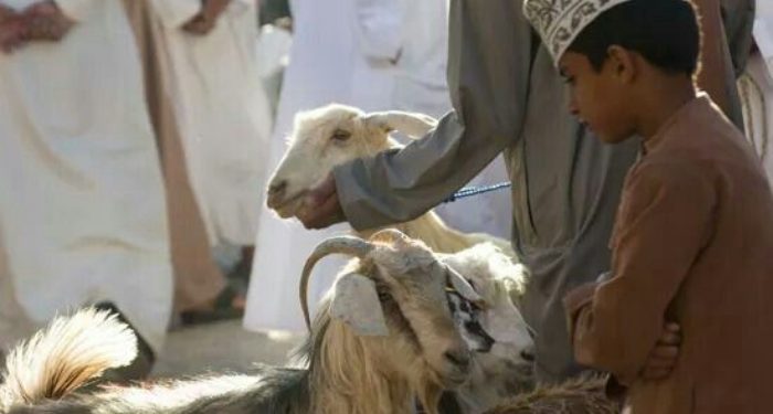 Sambut Hari Raya Idul Adha, ada beberapa keutamaan dan manfaat berkurban bagi umat Muslim. /Foto: Pinterest/Renee Terheggen.