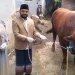 Plt Wali Kota Batu Heli Suyanto saat menyerahkan sapi jumbo di Dusun Brau. Foto: Azmy