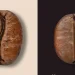 Kopi Arabika dan Robusta