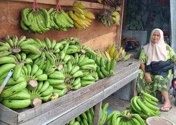 Produksi pisang