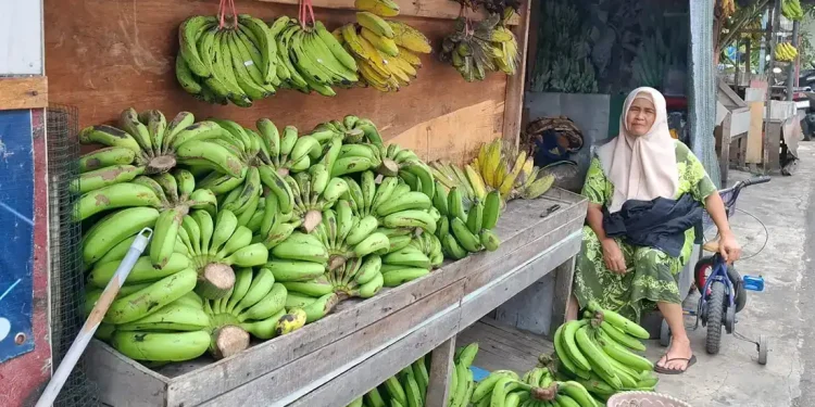Produksi pisang