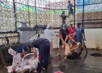 Daging sapi kurban