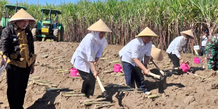 Gubernur Jawa Timur, Khofifah Indar Parawansa (dua dari kiri) menanam bibit tebu. Foto: Aisyah Nawangsari Putri
