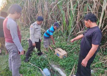 Mayat Bayi Perempuan Ditemukan dalam Kardus di Kebun Tebu Gondanglegi Malang