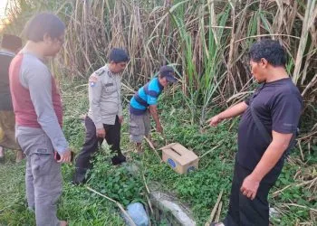 Mayat Bayi Perempuan Ditemukan dalam Kardus di Kebun Tebu Gondanglegi Malang