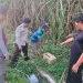mayat bayi perempuan - Mayat Bayi Perempuan Ditemukan dalam Kardus di Kebun Tebu Gondanglegi Malang