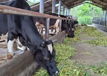 5 Sentra Susu Sapi Perah di Malang, Produksi Harian Tembus Ribuan Liter